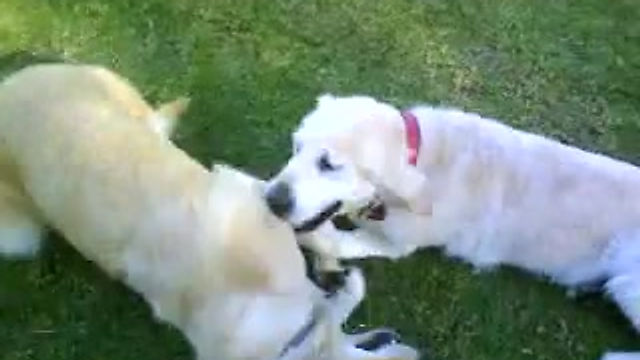 Pack Walks - Older dog Sam playing with Pup Sadie